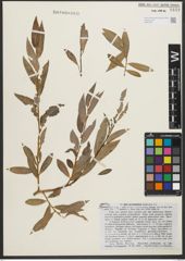Foto von Salix pycnostachya Andersson